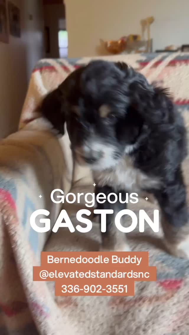 One last Bernedoodle Buddy wants to meet you! Gorgeous Gaston is hard to resist, he has his Daddy’s eyes and his Mamas smile❤️😎❤️ too cute for words @elevatedstandardsnc 336-902-3551 #bernedoodle #standardpoodlepuppy #bernedoodlesofinstagram #bernedoodlepuppies #puppylife #availablepuppies