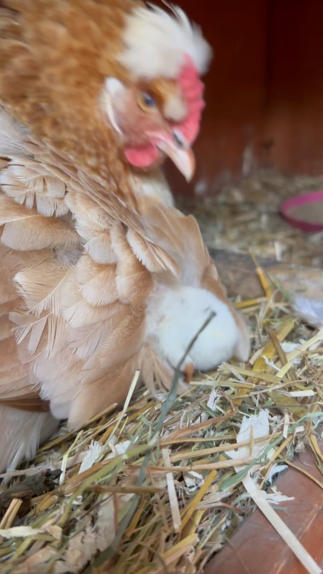 Heute mal was anderes.
Nachwuchs in unserem Hühnerstall 🐣🐥🐓😍
(Weil sie so süß sind, musste ich sie einfach posten ☺️)
Nach genau 21 Tagen haben sie das Ei durchbrochen. Die Glucke hat gute Arbeit geleistet ☺️
2 Eier sind noch drunter. Wir bleiben gespannt ob die auch noch schlüpfen 🐣
#brüten #hatched #chick #chicken #kücken #welcome #bipal