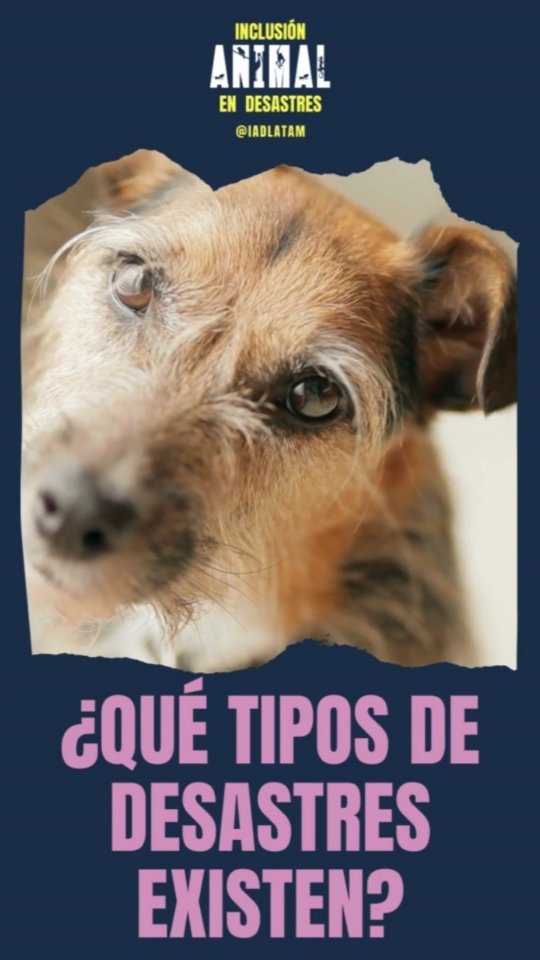 Segunda entrega de nuestra mini serie que cubre las definiciones importantes sobre la gestión de desastres para que podamos seguir construyendo nuestro lenguaje de base 🤓
.
¿Alguna vez viviste un desastre? ¿De qué tipo era?
.
.
.
#animalesendesastres #iad #iadlatam #inclusionanimalendesastres #inclusionanimal #cuidadoanimal #ningunanimalsequedaatras #animal #animallovers #animals #amor #ayuda #proteccion #conservacion #educacion #desastres #desastresnaturales #latina #cambioclimatico #refugioanimal #santuarioanimal #caribe #petsofinstagram #plandemergencias #americalatina