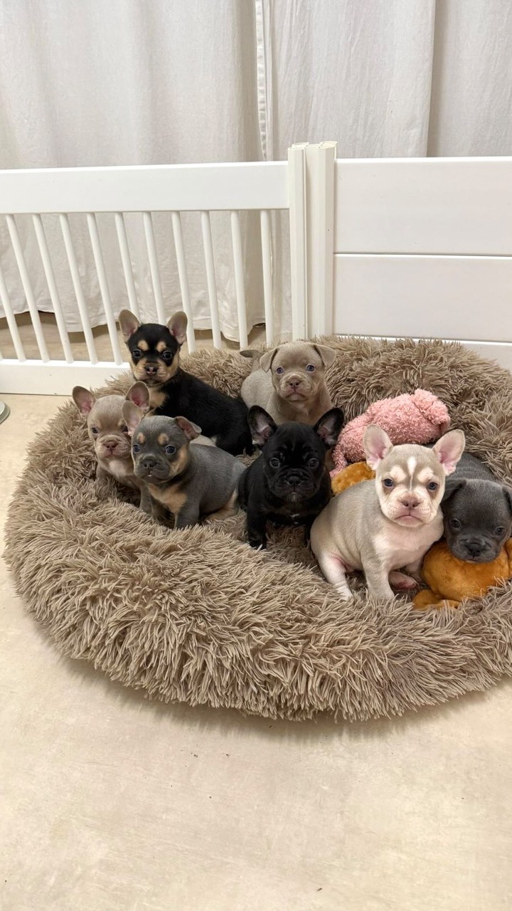 M-Crew 😍🥹
Wie süss können die den bitte sein? 🥹❤️
#AlphaBully #sportlichebulldogge #französischebulldoggen #bulldoggswithnoses #bullymitnase #healthyfrenchie #frenchiesofinstagram #sportlichefrenchies #nasenbär #retrofrenchie #französischebulldogge #französischebulldoggedeutschland #französischebulldoggeschweiz #bullysmitnase #frenchiebreeder #bulldoggezüchter