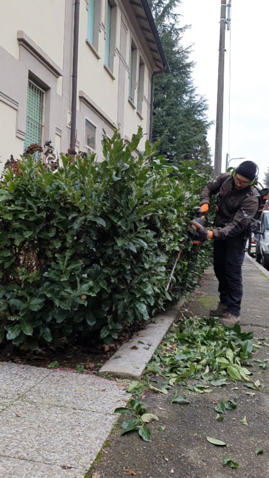 Potature.
.
.
.
.
.
.
.
.
#treesurgeon #treclimbing #giardinaggio #giardino #natura #garden #piante #green #fiori #verde #nature #gardening #potatura #italy #giardiniere #giardinodicasa #italia #love #flowers #landscape #plants #polliceverde #potature #foglie #sempreverde #giardini #topiartis
