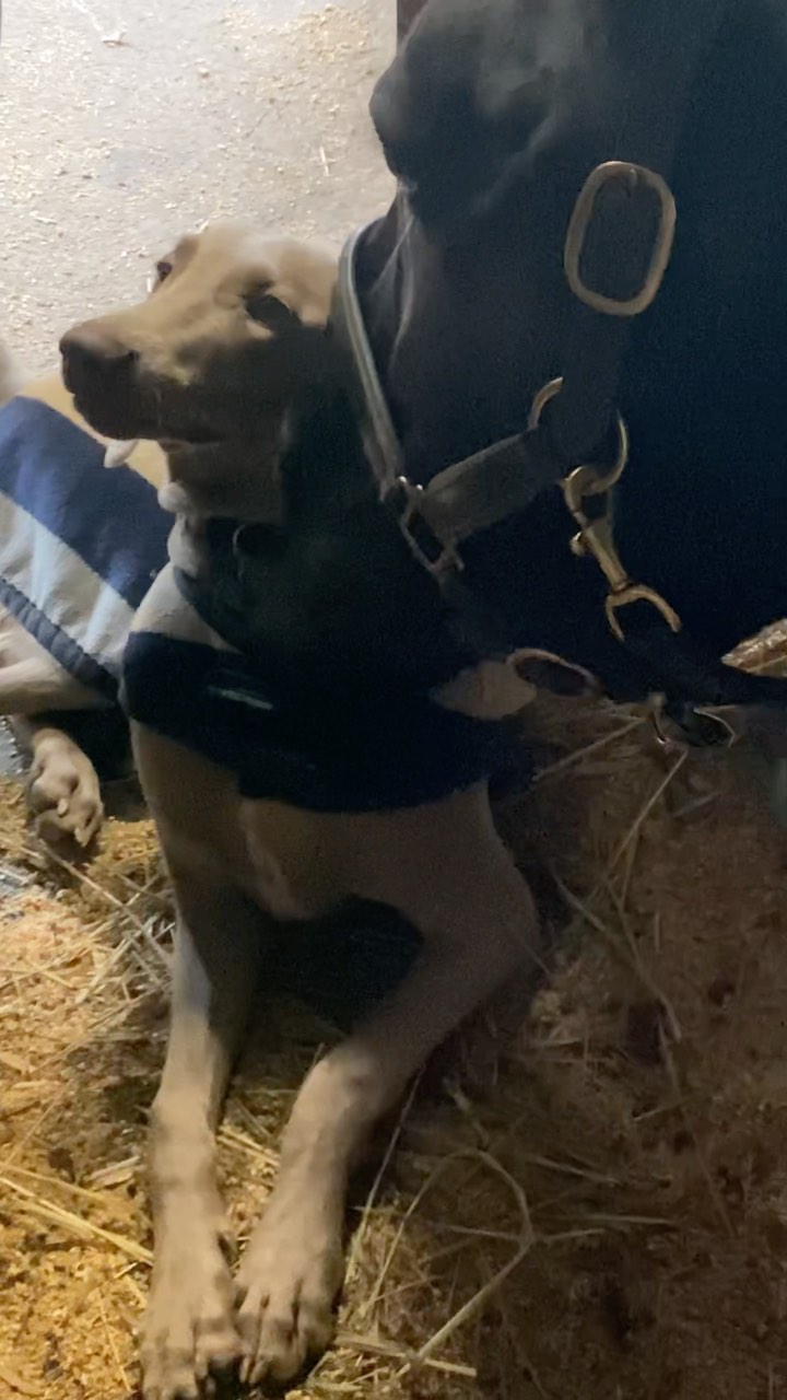 This is the epitome of trust and love. @omalleyfox91 @bethannjones13 💙
#equinemyofascialrelease #restandrepair #ahorseandhisdog