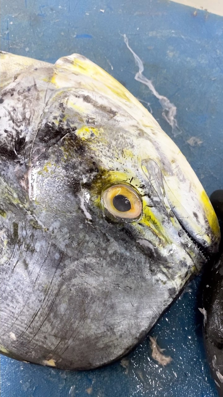Coryphaena hippurus
Dorado o mahi mahi. 🐠🎣🔪🇨🇴
@pescandopacifico
#fishmonger #fishman #fresh #mahahi #artesanal #pescaresponsable