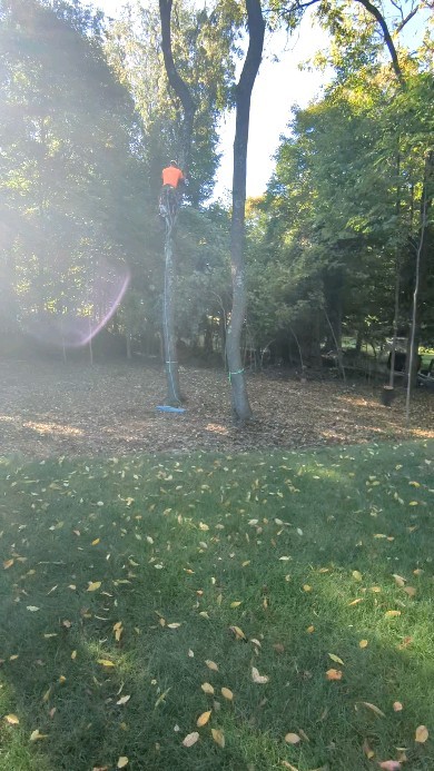 Cherry tree removal in Jefferson hills #treeservice #treeremoval #arboristsofinstagram #arborist #treepruning