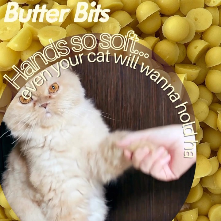 Love soft hands?
Well, so do cats! 🐈 🐈⬛
So if you love both soft hands and cats, get Butter Bits.
.
.
.
.
.
.
#cats #catsofinstagram #catsofig #catlover #catlife #cattoys #catlady #catladylife #womenover40 #womenover50 #womenover30 #40isthenew20 #50isthenew30 #antiaging #antiagingskincare #veganfortheanimals #veganfortheplanet #plantbased #veganmom #healthymom #momswholift #momswhoworkout #stayathomemom #stayathomemomlife #momlife #momlifebelike #chemicalfree #handcream