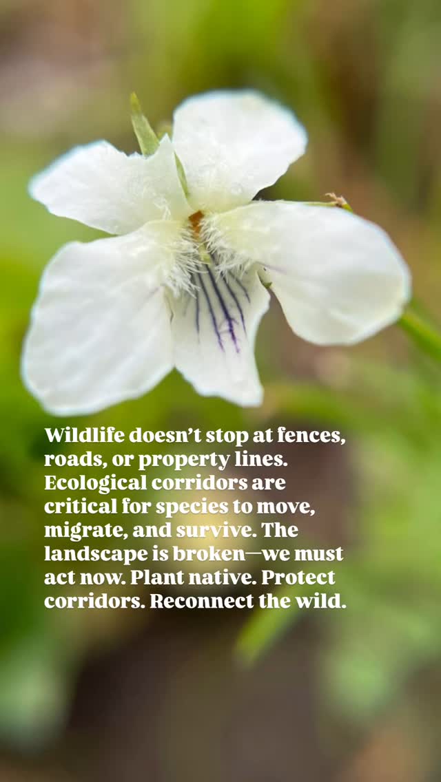 Fences and roads don’t stop wildlife—but habitat loss does.
Ecological corridors are lifelines.
Plant native. Protect pathways. Reconnect the wild.
The time to act is now.
#ReconnectTheWild #NativePlants #HabitatCorridors #NatureAndBlooms