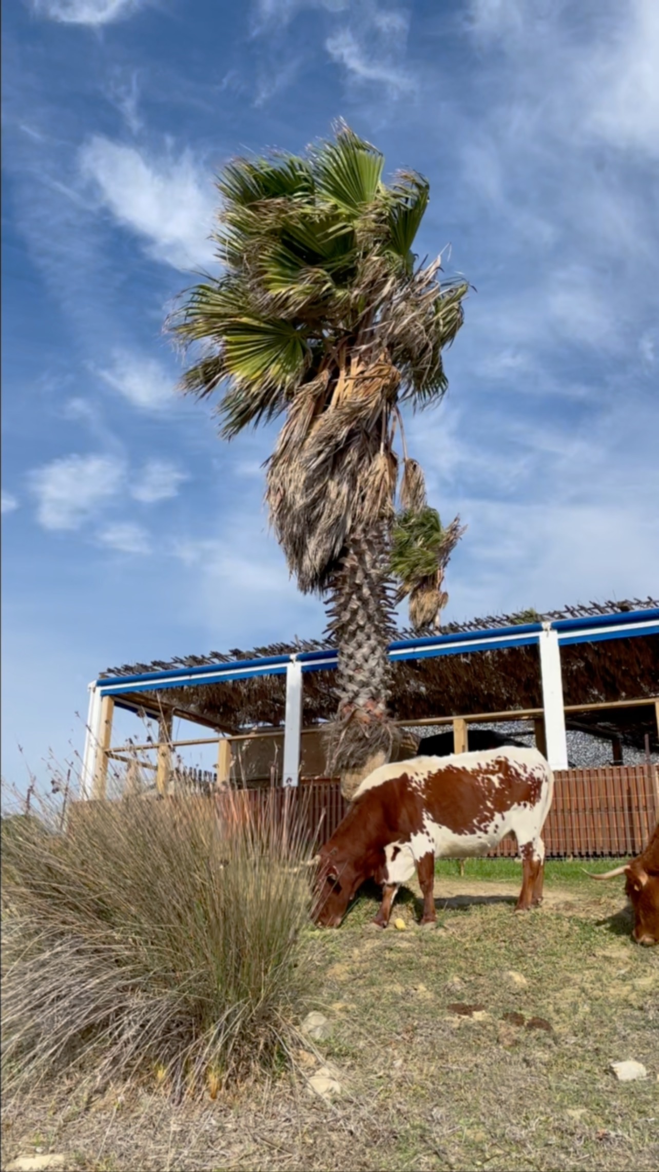 Visiting other grass- fed, 100% natural farms is always a fascinating activity. This farm is almost 5000km away from @grassfedangus farm. #sustainability #cleaneating #grassfed #holistic #holisticfarming #farmlife #farmlife