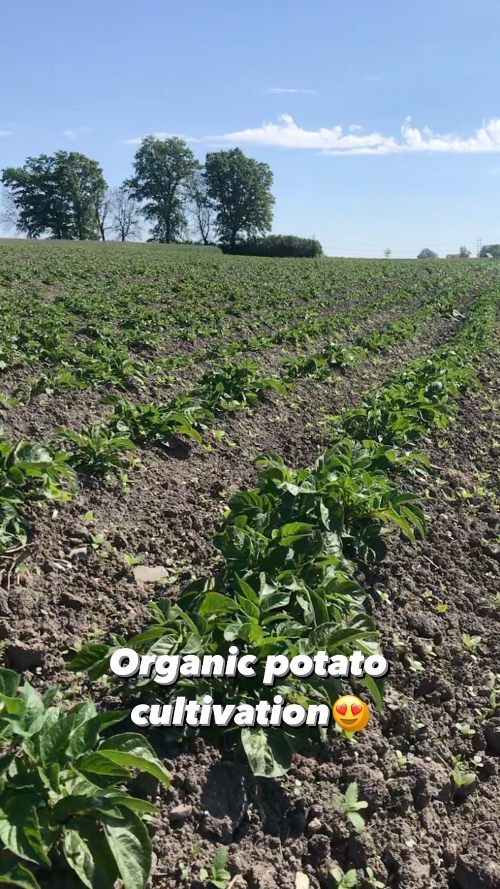 Organic potato production 2021😊