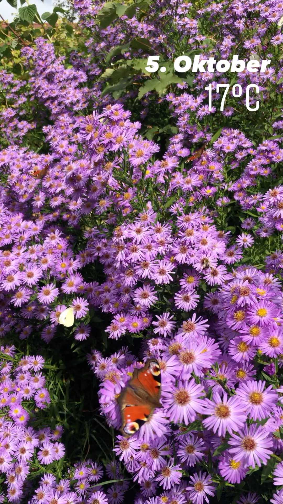 Herbstastern - der goldene Herbst 🍂 einfach wunderschön.
#autem #pyhrnpriel #hintergrabenbauer #bioaustriaoberösterreich