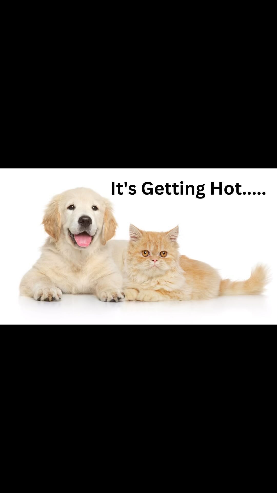 It’s getting Hot Hot Hot and L’Barkery got you covered with award winning and vet recommended and used products. Read our website for even more details. 🔥 🔥🔥🔥