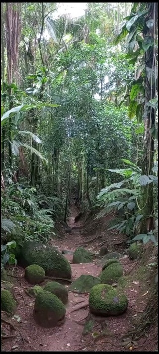 Caminho do Ouro - Gold Trail - Chemin d'or
Conhecer a nossa História, aprender um pouco sobre a magia que acontece na Floresta, sua Fauna e Flora e experimentar o conhecimento ancestral das plantas alimenticias que a Mata Atlântica fornece.
Nosso obejetivo é a CONSERVAÇÃO:
✔️ Da Cultura
✔️ Da História
✔️ Dos Saberes
✔️ Da Natureza e toda sua Biodiversidade.
#Paraty #paratyrj #Natureza #oquefazeremparaty #paratyzando #turismo #turismodenatureza #Mtur #pancs