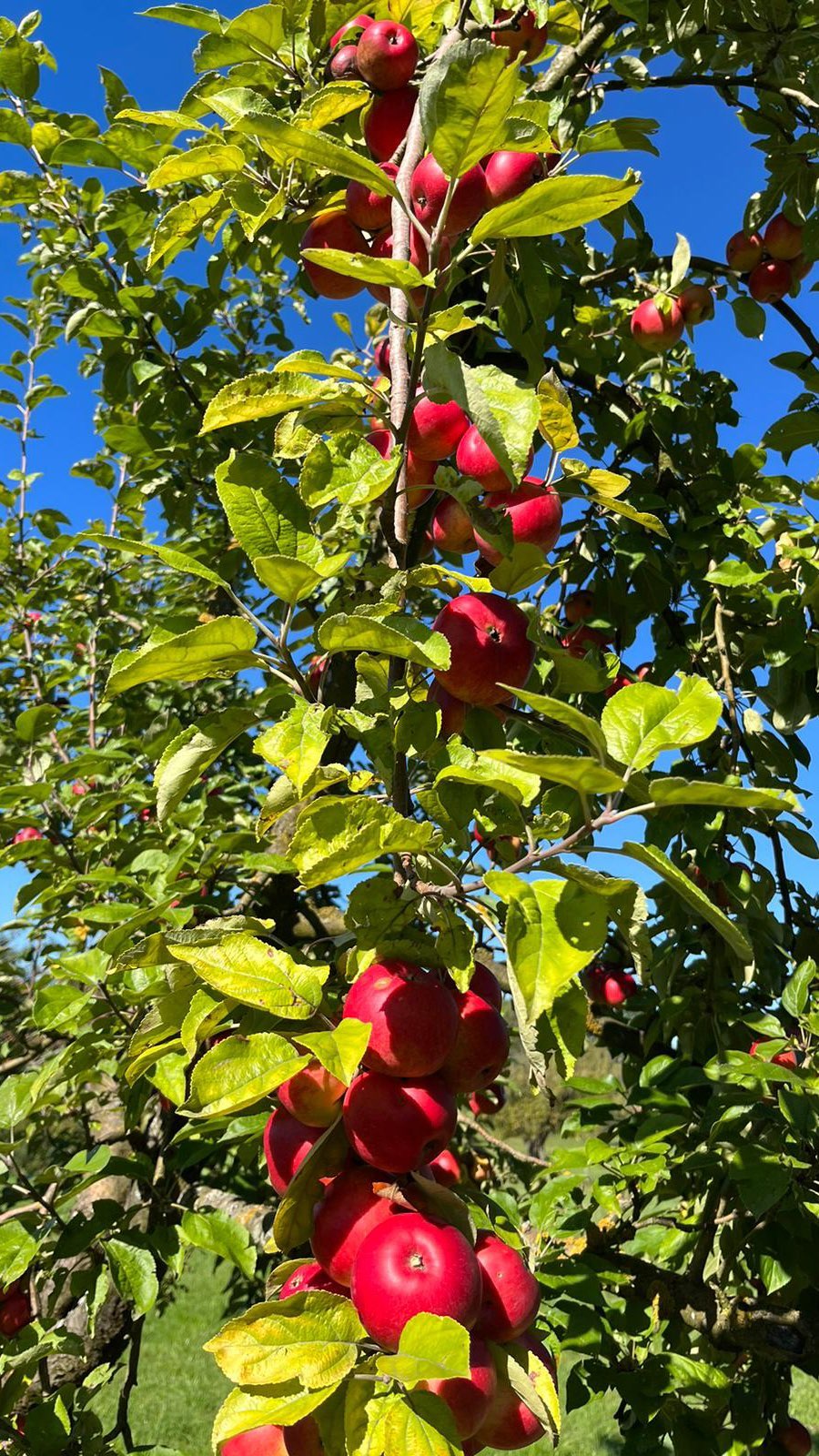 Wir bedanken uns für ein wirklich schönes 2022.
Vielen Dank an die ganze Familie, an alle Freunde und Bekannte, ohne euch wäre das alles nicht möglich gewesen.
Team Edelbrennerei Aichele ihr seid die besten!
Und natürlich vielen Dank an euch alle, jeder einzelne Kunde trägt dazu bei, dass wir das tun können, was wir lieben. Euch mit den besten und regionalen Produkten zu versorgen.
Für 2023 wünschen wir euch alles erdenklich Gute und vor allem viel Gesundheit.
Eure Edelbrennerei Aichele
#goobye2022 #hello2023 #rückblick #wasfüreinjahr #EdelbrennereiAichele #RegionaleProdukte #lecker #Schnaps #Likör #Gin #Ostfildern #Streuobstwiesen