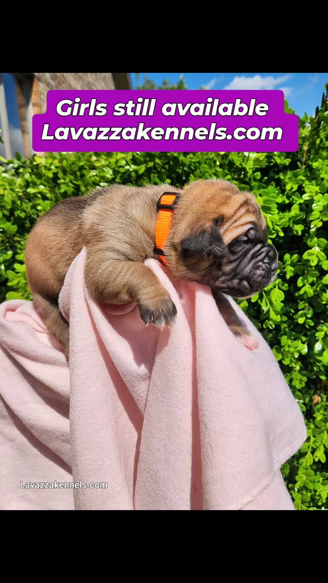 #canecorso #canecorsoofinstagram #canecorsofans #canecorsolife #canecorsolover #canecorsopuppy #canecorsoloversofinstagram #canecorsoitaliano #canecorsokennel #availablepuppies #canecorsopuppies #dogsofinstagram #rehoming #doglife #akcgrandchampion #dogoftheday #doggo #doggram #doggyeyes #cuteanimals #cutedogs #dogloversofinstagram #dogkennel #dogbreeder #akcshowdog #akcchampion #AKCshow #AKC