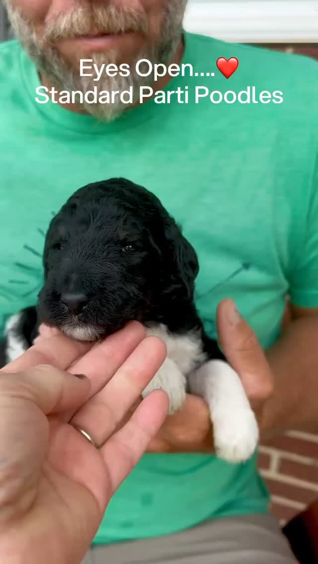 Our Standard Parti Poodles eyes are open and the world is beautiful @elevatedstandardsnc Ferguson, NC❤️ #standardpoodle #standardpartipoodle #standardpoodlesofinstagram #standardpoodlepuppy
