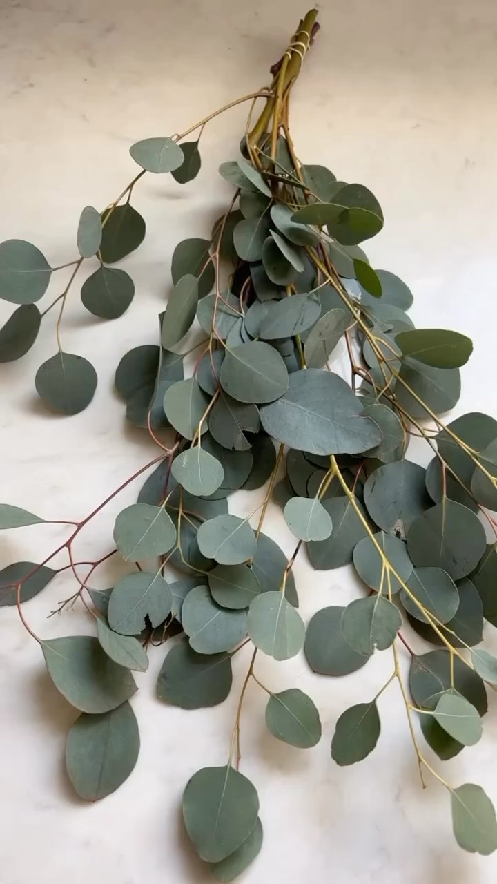 A simple way to turn your daily shower into a spa experience! Try rolling out eucalyptus with a rolling pin to release the natural oils and then hang above your shower head so the oils steam out for you to breathe in while your enjoying a hot shower!
This is particularly good for anyone who has respiratory issues or sinus blockages.
#homespa #hotshower #eucalyptus #sinusrelief #asthmarelief #health #beauty #wellness #selfcaretips #alchemytri #beauty #health #wellness