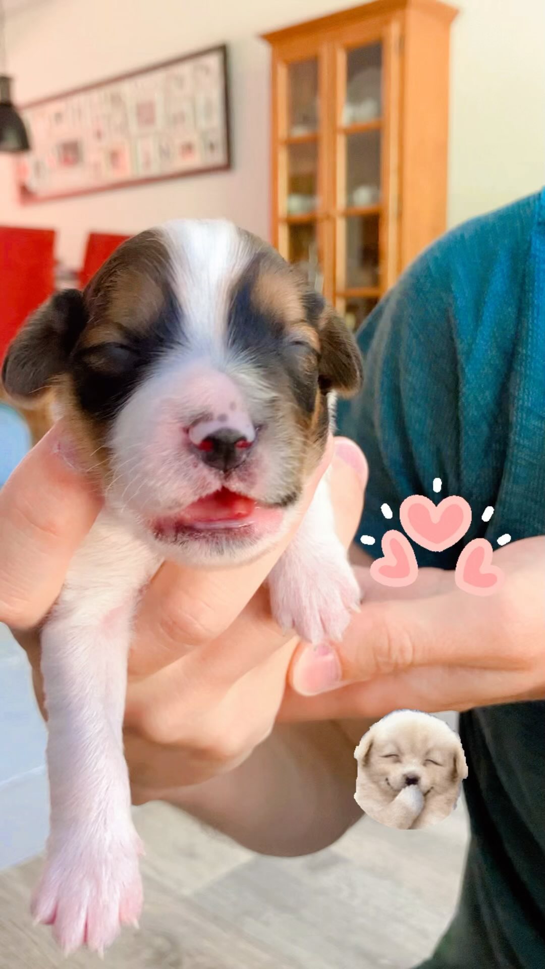 Geluid aan/sound on! #kooiker #kooikersofinstagram #puppies #hetgooisforest