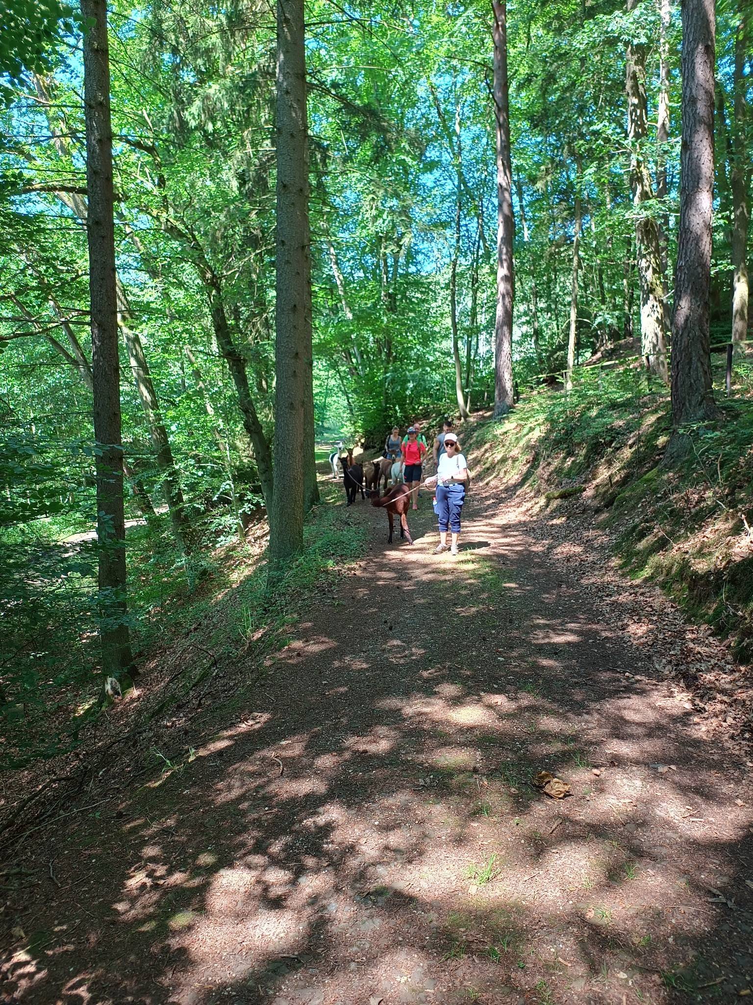 Es war wieder einiges los bei den @obstwiesen.alpakas 😄. Wanderung bei bestem Waldklima!! 🦙
#alpakawandern #alpakasofinstagram #eifel #badmünstereifel #waldklima #alpaka #alpaca #alpacasofinstagram #entspannung #pepperdasobstwiesenalpaka