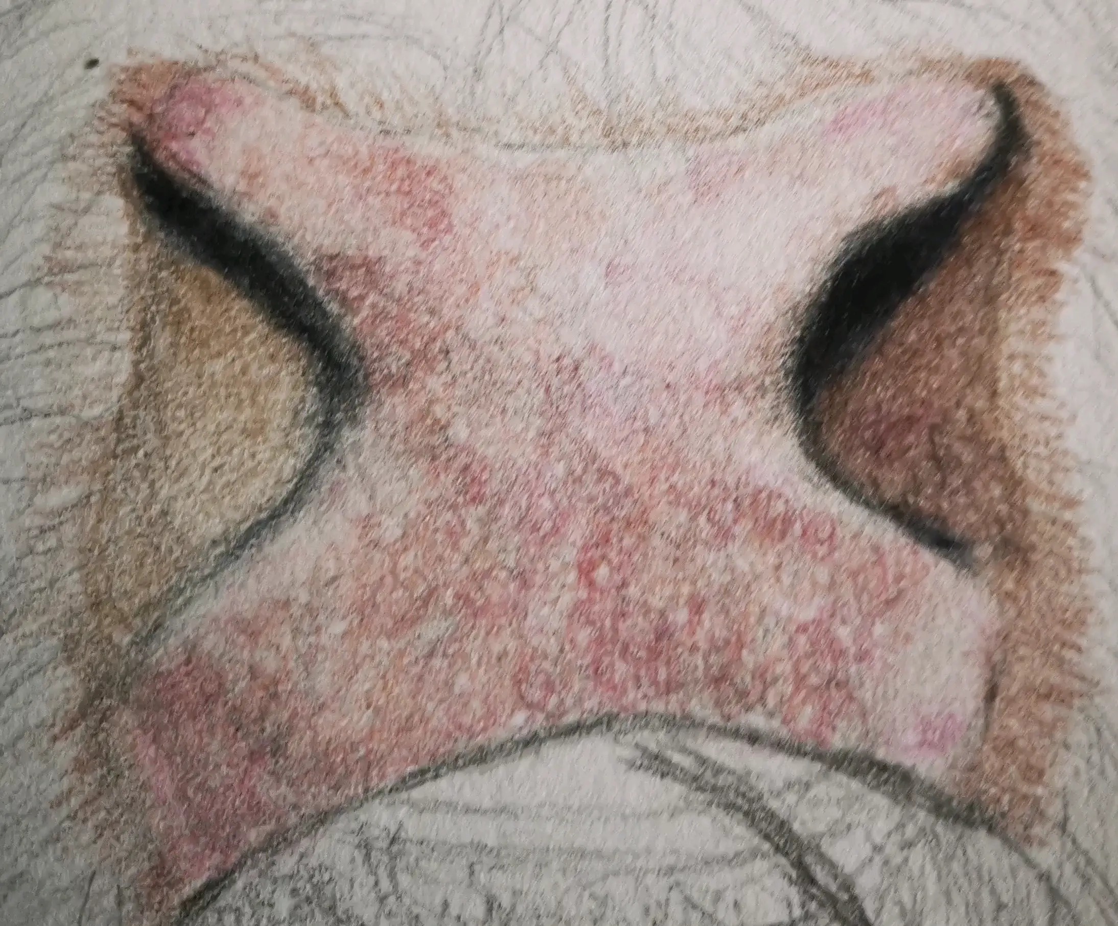 Drawing a Highland cow. Would you like to see it in bright colours or brown. #colourpencilart #highlandcows #animallovers #artgallerys #gallery