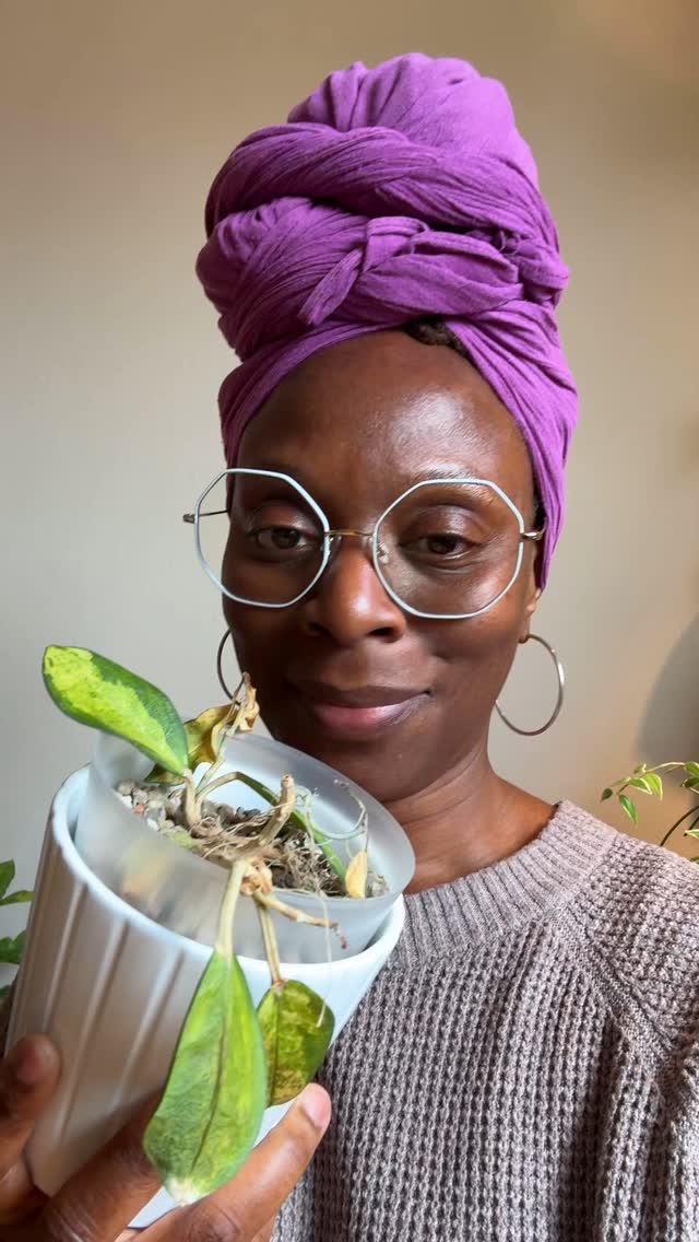 From beauty to compost: the end of my Hoya australis ‘Lisa’.
Have you struggled to keep a particular plant from compost?