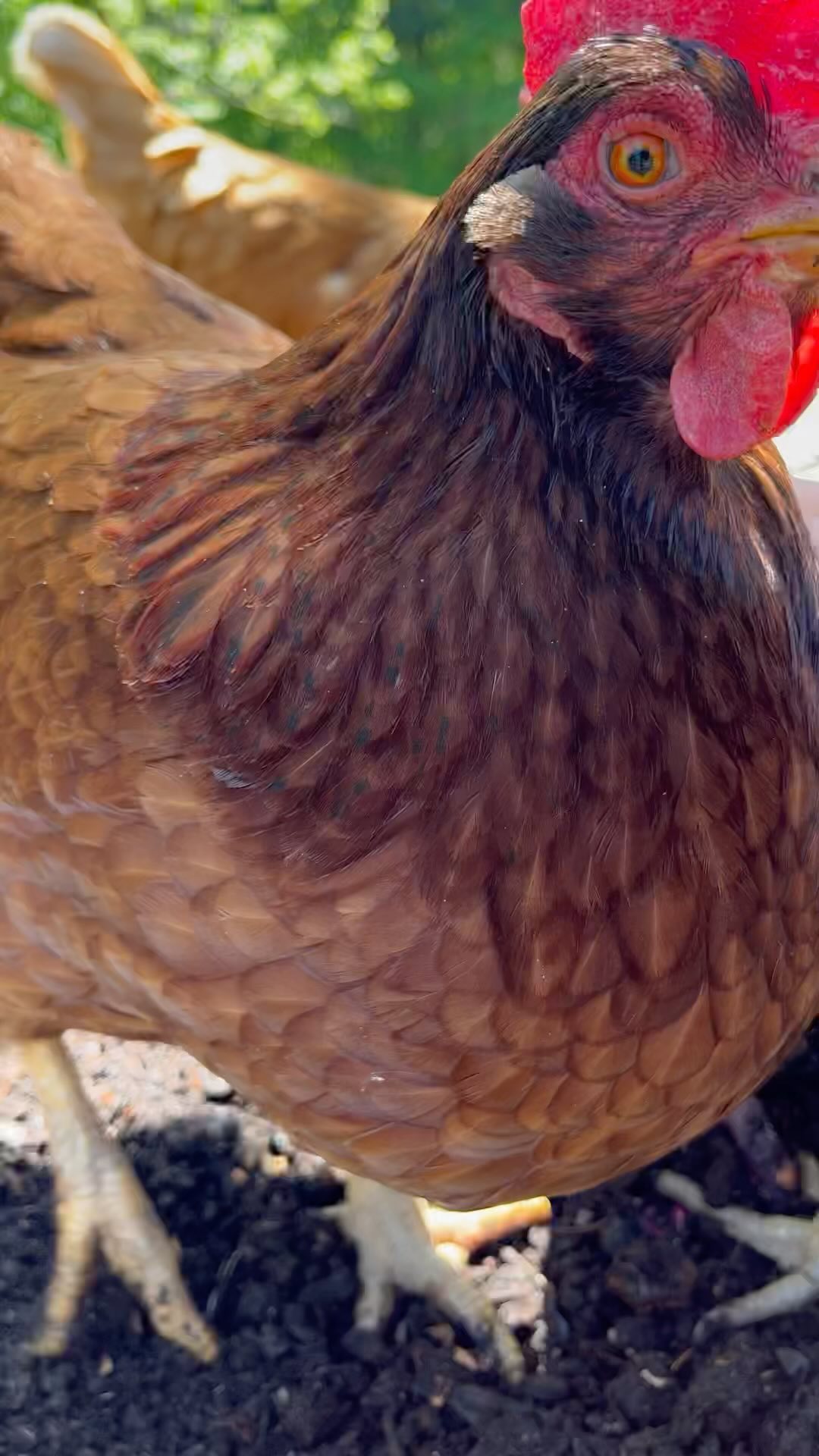 They’ve got tiller instincts 🐓
#compostingwithchickens