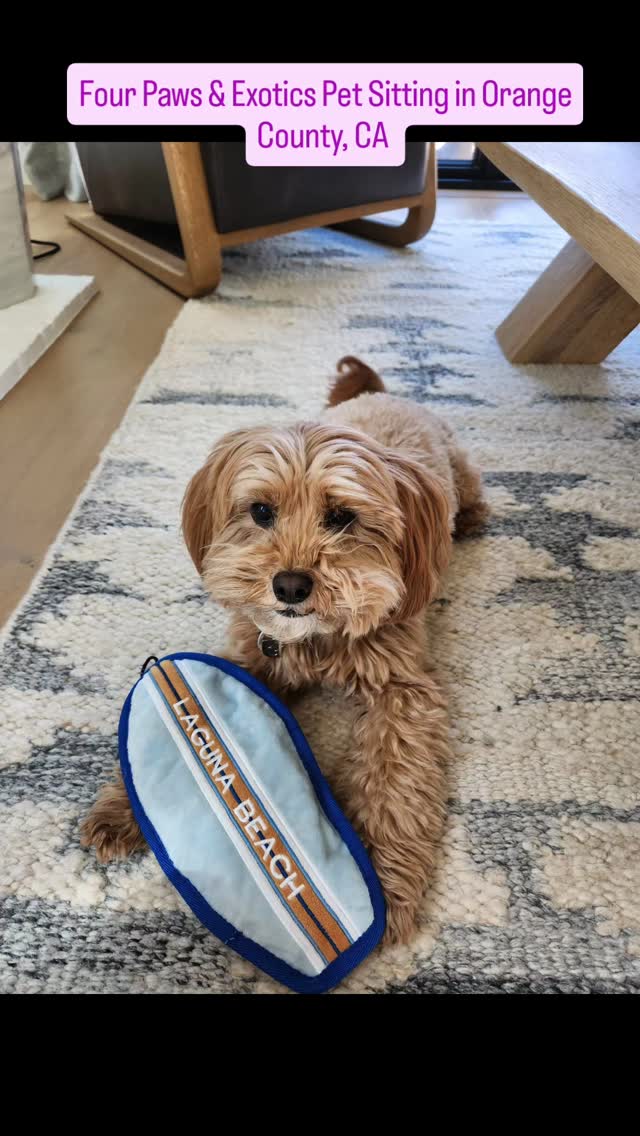 Meet Cheddar! Cheddar's owners frequently travel and book my overnight pet sitting and dog walking services.
Cheddar loves going on walks and playing with his toys. He's also super adorable!
To learn more about my pet sitting and dog walking services, please visit www.fourpawsandexotics.com. I can also be reached at (949) 510-3877 or info@fourpawsandexotics.com.
#orangecountypetsitter #orangecountydogwalker #petsitting #ocpetsitter #ocdogwalker