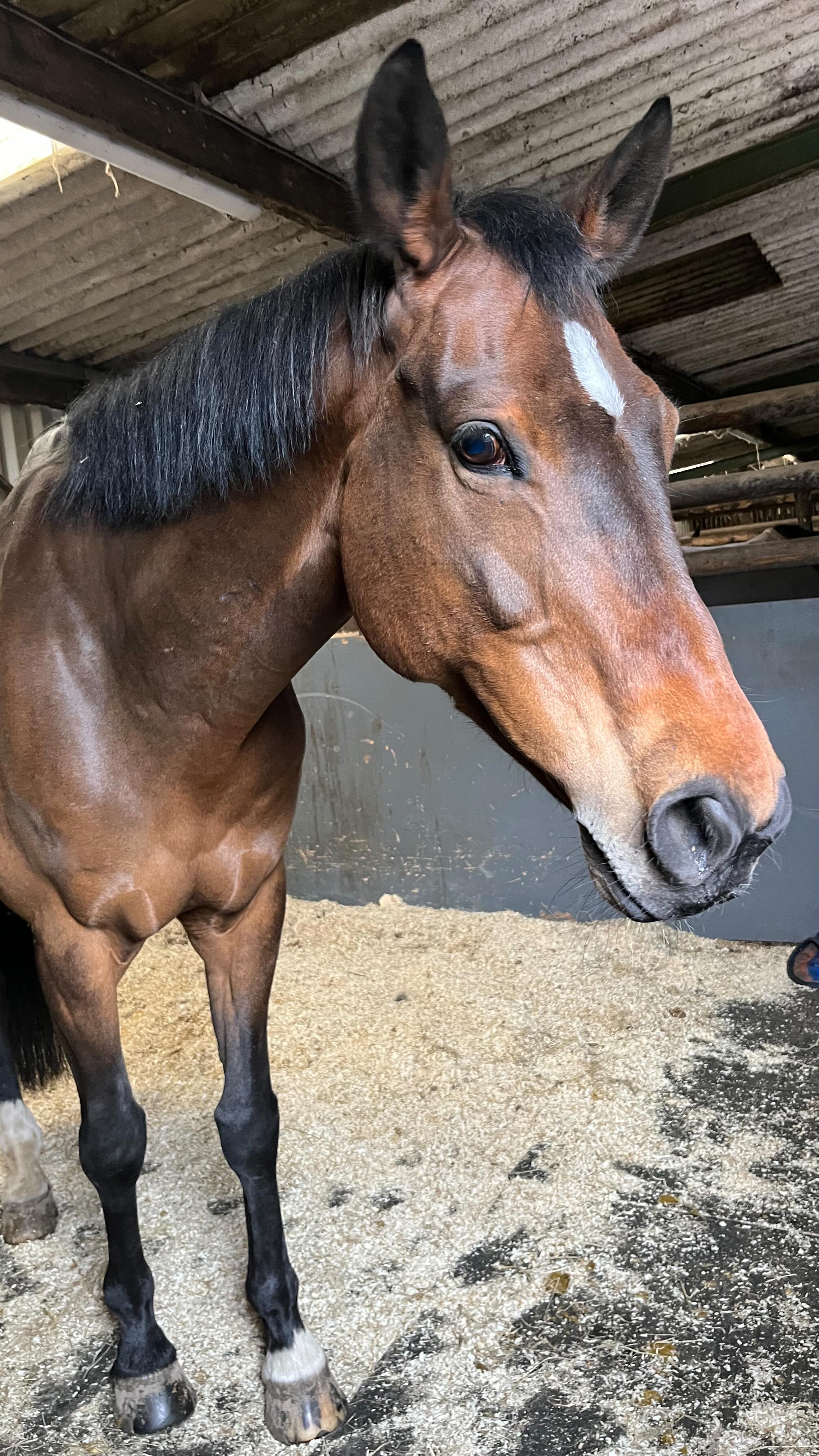 ๐๐ผ Feel better Friday ๐๐ผ
A combination of treatment techniques had this lovely eventer feeling sooo much more comfortable and supple afterwards๐๐ผ
โ
Massage
โ
Trigger point and fascial release
โ
Mobilisations
โ
Stretches
โ
Laser therapy
โก๏ธ Happy horse and rider, able to perform at their best!
#vetphysio #veterinaryphysiotherapy #npvetphysio #eventing #horsesofinstagram #britisheventing #equinephysio