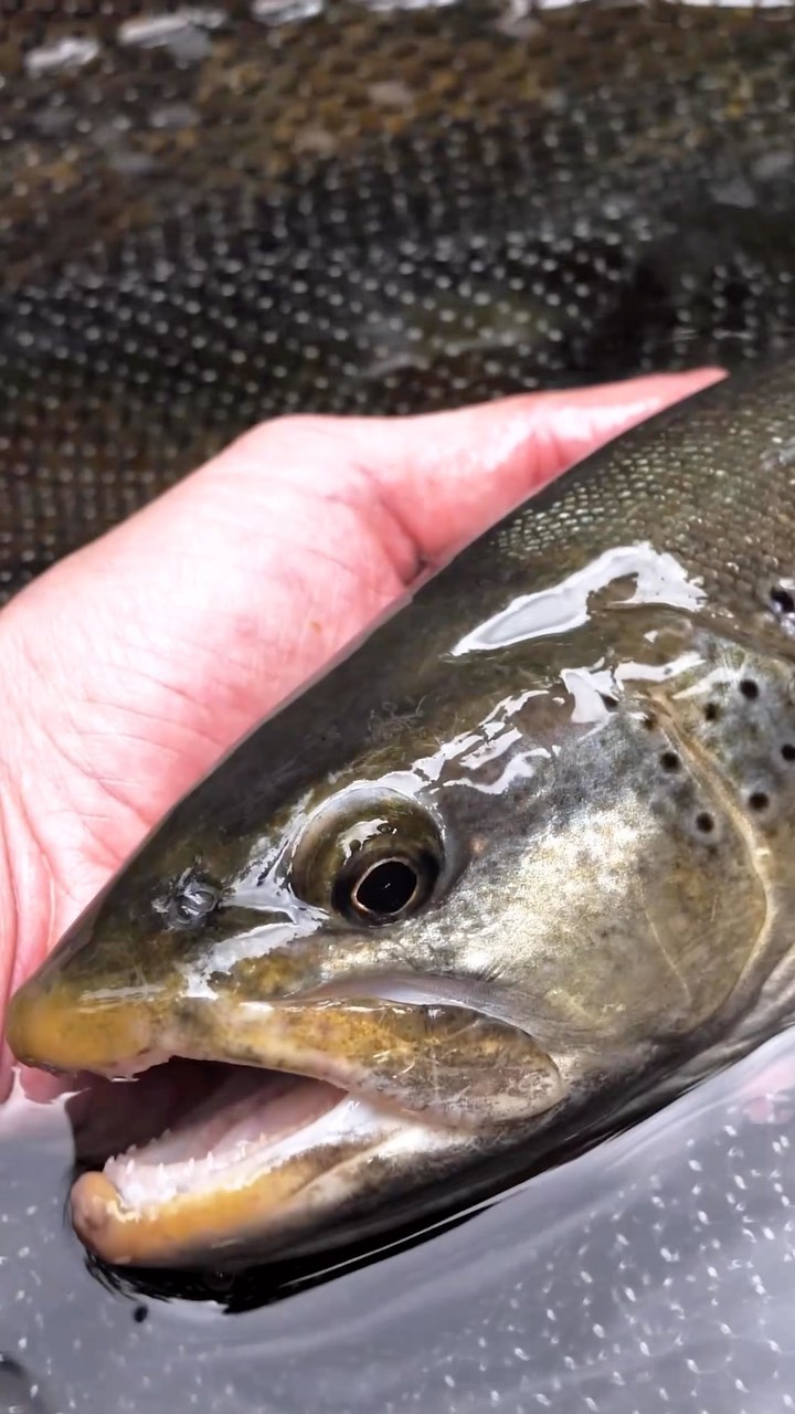 Je remercie mon talentueux ami @bas_toc pour ce reel 😇🙏.
C’est vidéo est courte mais elle mérite une petite analyse, en effet pour pouvoir pêcher des grosses truites françaises en nymphe à vue il y a des choses importantes à savoir faire.
Ici sans l’aide de @bas_toc et @pecheurs.flowters j’aurais sûrement vu cette truite trop tard et donc elle se serait enfuie.
Je vous remets un peu le contexte, j’étais en train de pêcher des gros ombres devant moi quand @bas_toc m’averti qu’une truite descends. Dans cette situation c’est très compliqué car le poisson descend sur nous et le moindre geste c’est fini, alors regardez bien, j’ai la mouche dans mes mains, sans geste brusque et sans fouetter je sors suffisamment de soie pour l’atteindre et je lui fais le lancer parfait (1,5m) tout en délicatesse devant elle sur sa trajectoire. Tout se passe très vite, j’anime quand la truite est proche de ma nymphe et là je sais qu’à ce moment un poisson qui est face à moi a environ 80% de chance de ne pas se piquer si je fere trop tôt. Même si j’ai du mal à voir le poisson j’attends à peine plus longtemps que d’habitude (même pas une demi seconde je dirais) et je fais un ferrage appuyé car ma bannière était assez longue et le poisson face à moi. S’en suit le combat, c’est une truite de 53 cm mais en pleine forme, donc elle va me prendre rapidement du fil la seule solution est de la suivre rapidement et de tirer assez fort pour ne pas quelle me prenne trop de soie car plus la soie est sortie et plus la tension va être importante à cause du poids de la soie et donc plus le poisson a de chance de me casser ou de se décrocher.
Dernière étape je reste concentré, j’anticipe tous ses mouvements et les éventuels rushs dans des caches et elle finira à l’épuisette.
En résumé : chaque situation est différente et c’est par l’expérience que nous apprenons comment faire dans telle ou telle situation. Cependant pour attraper des grosses truites il vous faudra faire le bon geste au bon moment et avec la bonne nymphe (en l’occurrence c’était une sorguaise sur la vidéo) et savoir assembler tout ça le plus souvent possible. Il n’y a pas de secret alors pratiquer sans cesse 😇 #moucheshalieutique