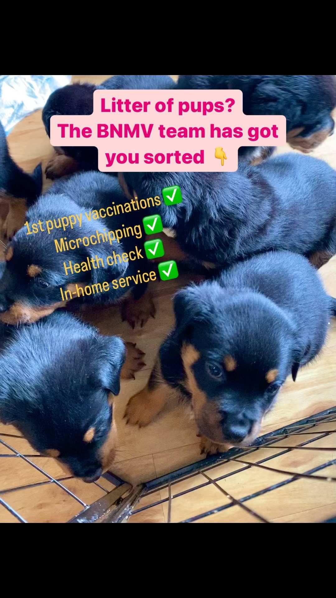 Litter of pups? ๐ถ๐ถ๐ถ๐ถ๐ถ๐ถThe BNMV team has you sorted! ๐