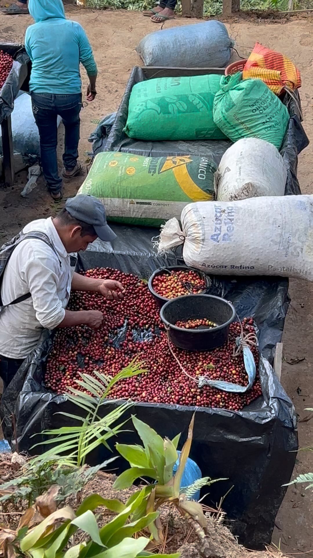 Only the best cherries are accepted! 🔥🍒
#cosecha2024 #sca #scaeducation #cupping #qgrader #nanolot #naturalanerobicprocess #caffe #koppi
#elgigantecoffee #thegiant #elgigantecoffee #elgigante #specialtycoffee #specialtycoffeeroaster #specialtycoffeeshop #specialtycoffeeassociation #specialtycoffees #specialtycoffeebeans #coffeeaddict #coffeeislife #coffeegram #coffeebreak #coffeeart #cafecito #cafelife #barista #baristadaily #baristalife #coffeefar