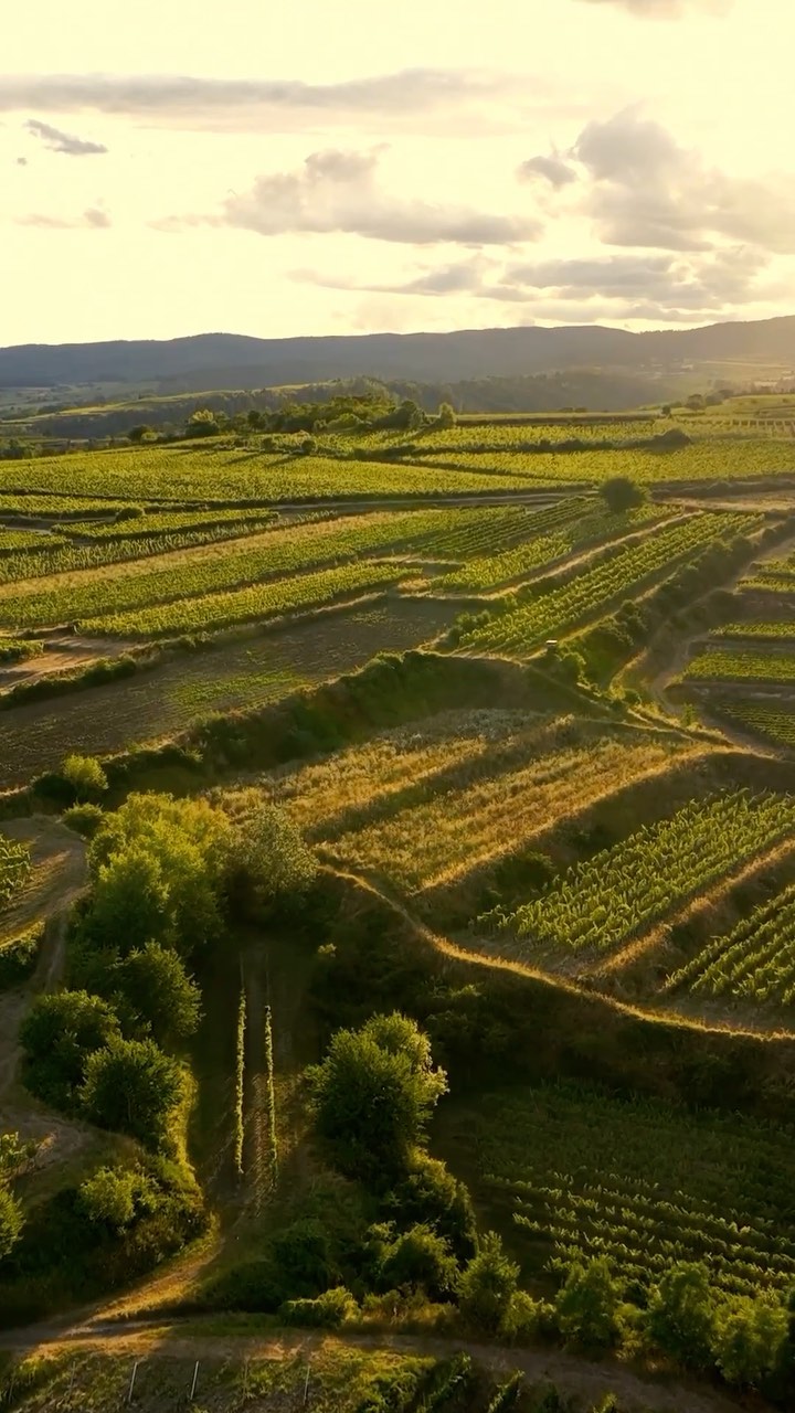 Sunsets & vineyards ☀️🌿💫
#sunset #dogdays #droneflight #huglsprudel #femalewinemaker #organicwine #sparkling #methodetraditionnelle #sekt #petnat #christinahugl #jungewildewinzer