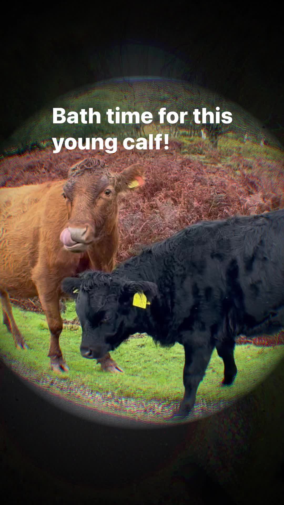 Mums are all the same whatever the species!