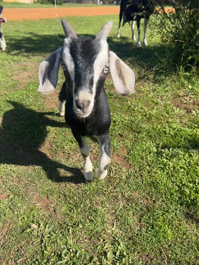 Paddock moving day for little ‘Bubble’ and ‘Squeak’
Mum led the way and the kids followed
#wildinourheart #farmstay #farmstays #southwestwa #nannup #experiencenannup