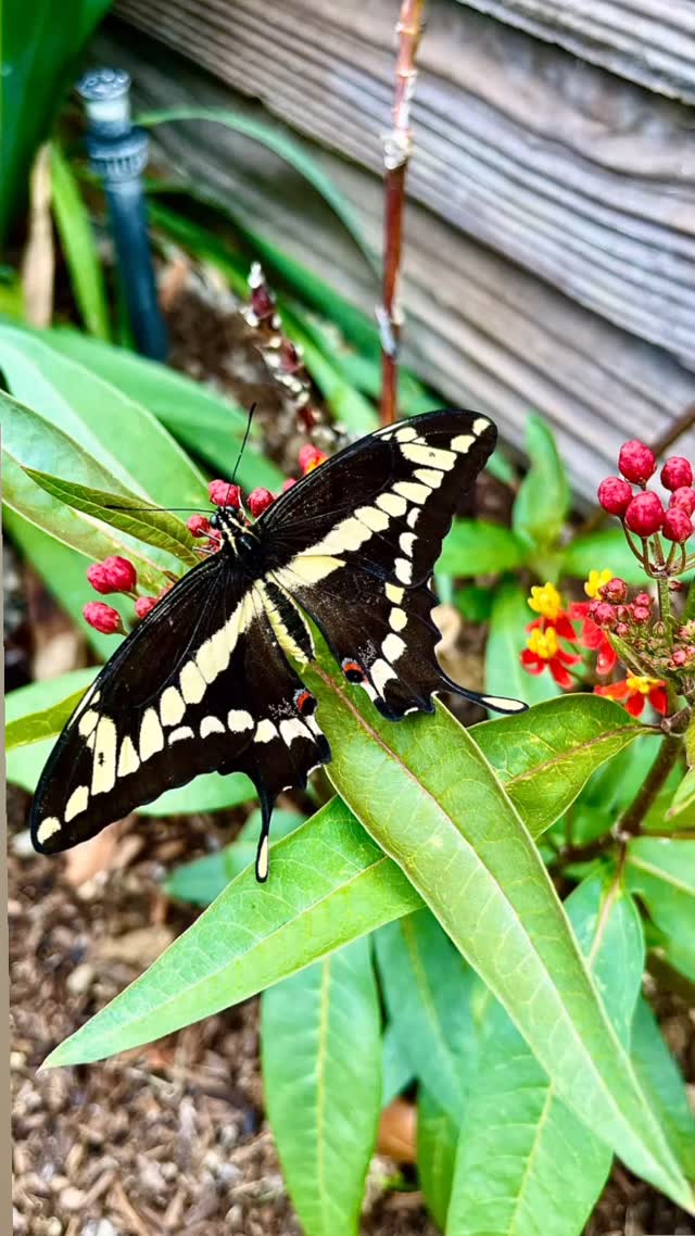 Say hello to the stunning Anise Swallowtail! With its vibrant yellow wings, elegant black markings, and pops of blue and red, this native beauty is one of Californiaâs most striking butterflies. Did you know its caterpillars love munching on fennel and parsley? Natureâs garden guest, right at home!
#Blackborg #AniseSwallowtail #ButterflyFacts #ButterflyReel #PollinatorGarden #ButterflySanctuary #WildlifeWednesday #NatureReels #ButterflyLove #CaterpillarToButterfly #BackyardButterflies #SwallowtailButterfly #InsectEducation #NativeButterflies #GardenWildlife #ButterflyInspiration