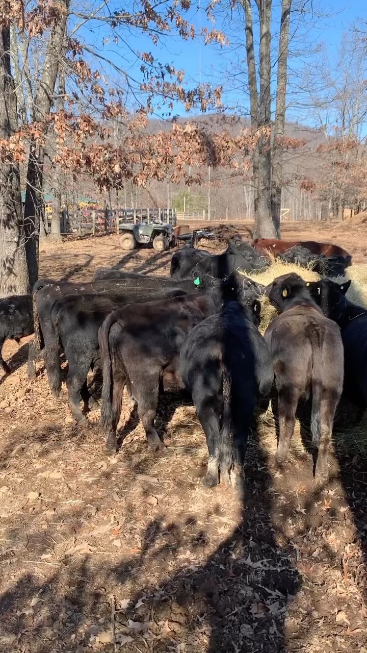 Wall Street can keep the money. Love that song almost as much as I love those cows! What an awesome day on the farm today.