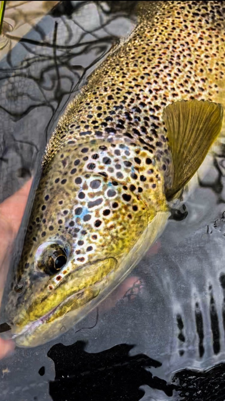 😱😱😇🙏
#nymphe #nymphs #zebratrout #trout #troutunlimited #trutta #truitefario #pechealamouche #truitemouchetée #peche #river #nymphing #nymphfishing #fish #fishing #fishinglife #fishinglifestyle #fishingaddict #fishingtrout #fishingtrip #fishingtime #fishingboat #fishingtrip #fishoftheday #fishofinstagram #troutfishing