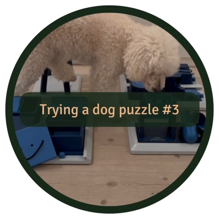 🧩🐶 Here is another dog puzzle test - the third one out. This time we try out four different puzzles from @trixie.se
Three of the four reviewed puzzles are modular and can be combined in new and exciting ways for varied challenges.
👍 We liked “Turn Around” as it is quite different from other puzzles we have tried (make sure they alternate paw if they use it often). We also liked all pieces of “Poker Box 1”, and we also like that it has bigger compartments, making the puzzle easy to use during mealtimes.
👎 We didn’t like one of the two pieces of “Poker Box Vario” as it could be solved by "cheating." The same issue occurred with one of the pieces of “Poker Box 2”. Additionally, one of the pieces of “Poker Box 2” was very fragile and broke the first time we used it.
🏆 The final scores are as follows:
Turn Around = 7/10
Poker Box 1 = 7/10
Poker Box 2 = 6/10
Poker Box Vario = 4/10
This review isn't sponsored; it's just genuine puzzle love.
Some general puzzle advice👇
🧠 Remember that mental stimulation is as vital as physical exercise for your dog's well-being. An easy way to incorporate more daily mental stimulation is to serve your dog's food in a puzzle instead of a bowl. It will make mealtime more fun and stimulating for your furry friend!
⚖️ Balance is Key: Help a bit, but not too much. Keep it challenging for a mental workout but without frustration.
🚨 Plastic puzzles might be durable, but keep an eye out for curious nibblers. Puzzle, not chew toy!
🔇 We typically engage in puzzles on a carpet to guarantee stability and eliminate any potential unsettling sounds from the puzzle on hard floors.
🧩🌍 For a more eco-friendly twist, consider sharing the puzzle with friends by swapping puzzles or opting for a second-hand puzzle to give it new life!
#dogpuzzle #mentalstimulationfordogs