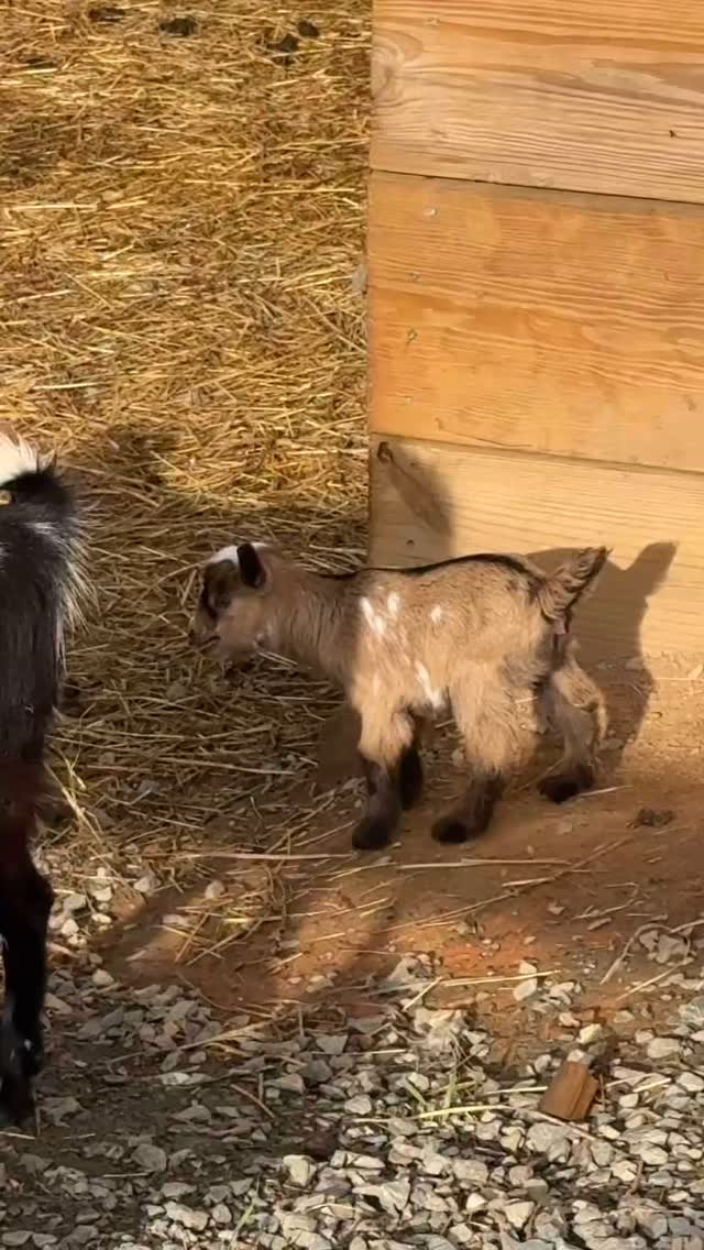 Newest baby to the ranch 🐐
#goat #goats #goatsofinstagram #babygoat #kidgoat #farm #farmanimal #babyanimals #babyanimal #farmlifebestlife #farmlife #homestead #homesteadersofinstagram