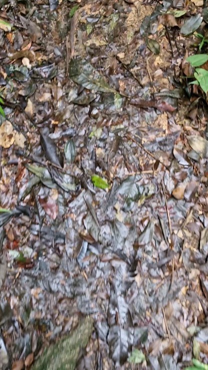 Caminhar, Mergulhar e Observar!
#paraty #natureza #turismo #aventura #mtur #caminhar #ferias