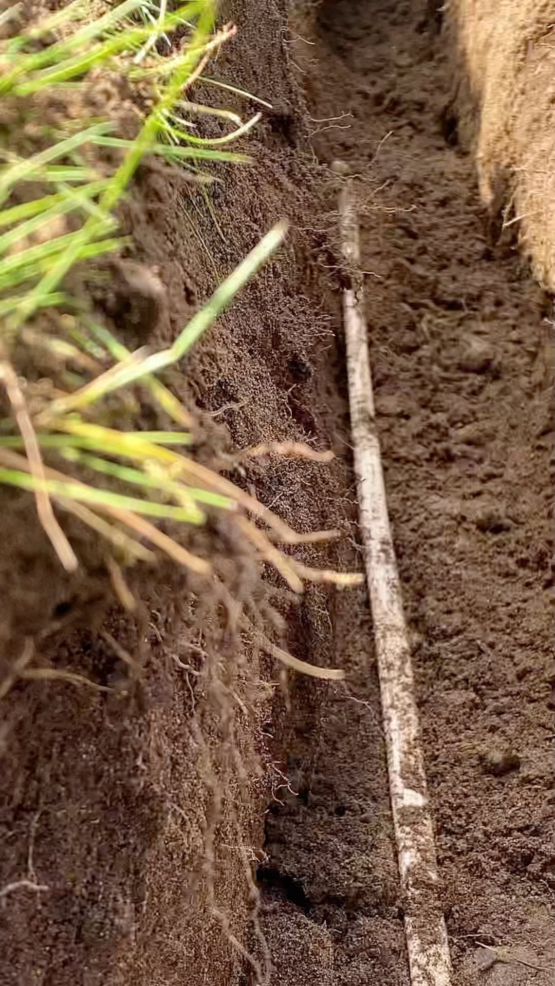 The treasures we find…
Digging new ditches as an electrician requires a healthy sense of humor. You never know what was buried a decade or five ago, let alone what level of MacGyver workmanship you’ll discover. Plastic plant pots are a new one 🤣…
#electrician #electricianlife⚡️ #residential #residentialelectricians #construction #piercecountywa #steilacoomwa #keepitlocal #skilledtrades #treasurehunting #electricalhacksandotherscrewups #notallplasticsaresame #really #buriedtreasure #junctionboxart #junctionboxoftheday #stillworking #eyeroll #macgyver #theymacgyveredit #alwaysentertaining #switchesbetrippin