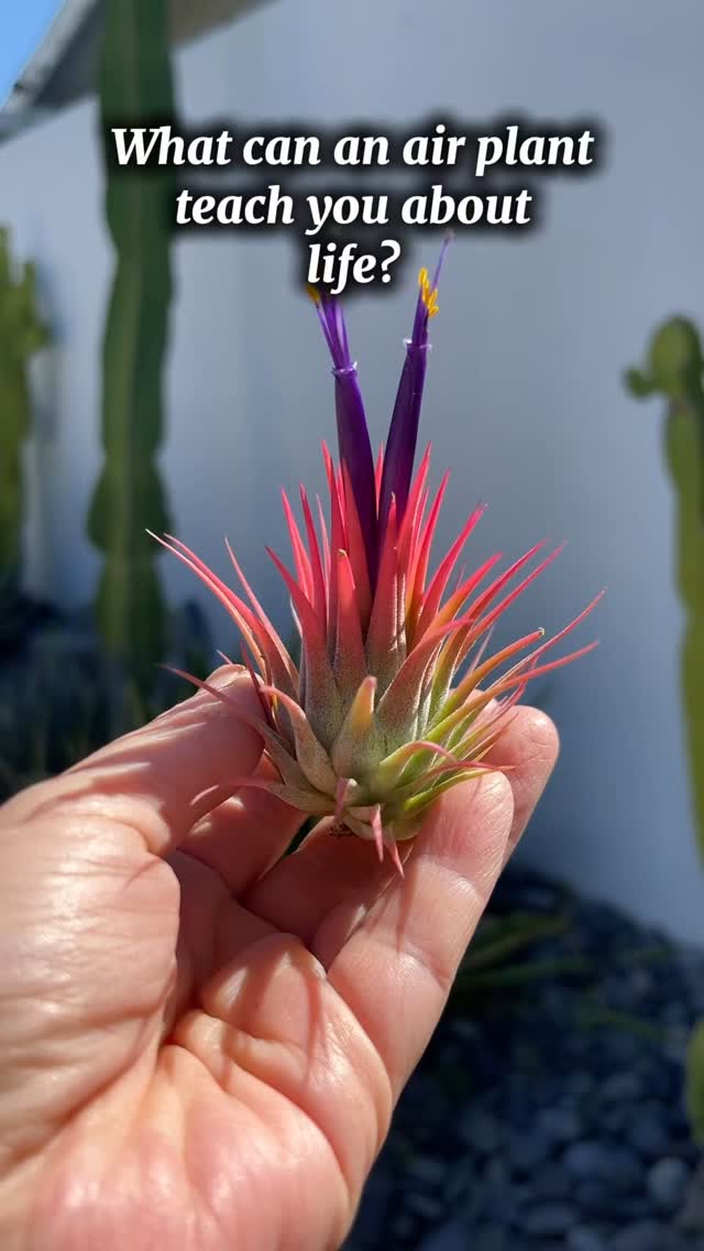 Air plants can teach you a lot about life…especially the passing of time. #airplants #rocknairstudio #passingoftime #lifelessons #uniquegifts
