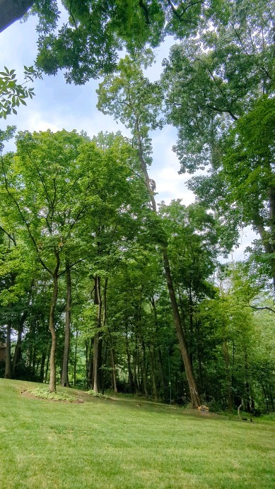 100+ft locust removal #treeservice #treeremoval #treepruning #stumpgrinding #arboristsofinstagram