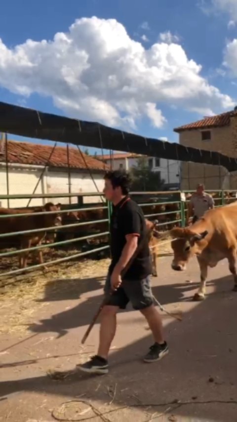 Ayúdanos,
hoy es el último día para votar a Rubia.
Rubia es nuestra vaca 🐂, la más guapa de Aragón y mejor madre del rebaño. Queremos que todo el mundo lo sepa, así que vamos a conseguir que sea la vaca más mediática.
Con ADN asturiano, pero con corazón aragonés ❤.
Sale en @vanityfarmatv, el primer talent show de @aragontv.
Enlace a las votaciones: https://vanityfarm.aragontelevision.es/////////