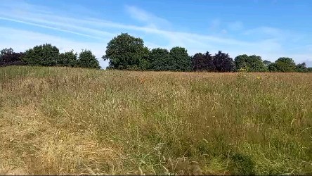 Many thanks to the rangers at #ampthillgreatpark for leaving the grass long - Jasper is loving it!