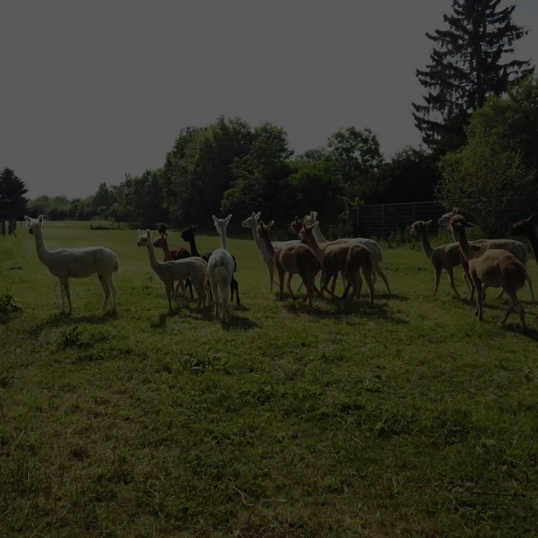 Yoga mit Alpakas!
Du magst Natur, Tiere und Yoga. Dann bist Du hier genau richtig.
Alle Termine und Infos unter www.yogahundertacht.com