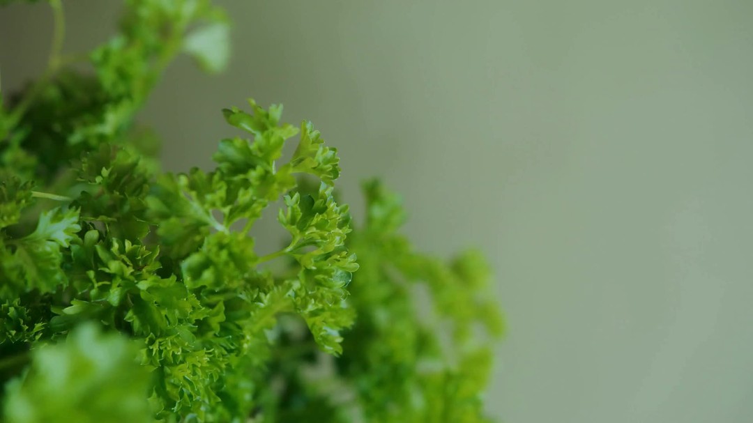 🍏🍅 Dive deep into the world of organic and conventionally grown produce! What's on your plate? Share your thoughts with us at https://wix.to/EWlFuGd #EatWell #MakeInformedChoices #FarmToTable
Check out my blog post https://wix.to/EWlFuGd
#newblogpost