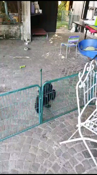 Emma ist ein Kletterlieschen 😆
#americancocker
#americancockerpuppy
#cutepuppies