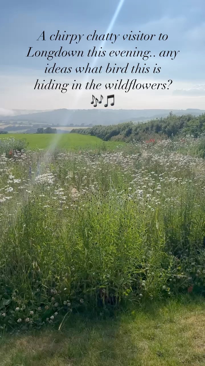 We’ve got a new chirpy chatty visitor to the wildflower meadow at Longdown, any guesses what bird this is?! 🎵🎶🪶
#bird #ukbird #birdlife #wildlife #birdwatching #escapetotheland #cabin #Devon