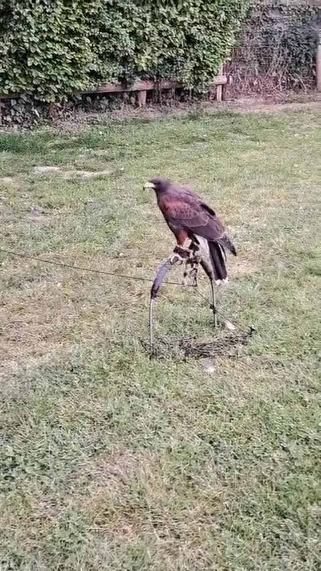 Meet our current feathered campers at Red Shoot Camping Park – Harris, Asher & Eddie!
🦜⛺️🌲#newforest #camping #staycation #glamping #redshootcampingpark #redshootcamping #redshoot #redshootcampsite #campingadventures