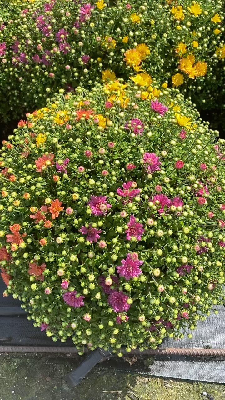 September 1st is finally here and we are ready for the fall season!!