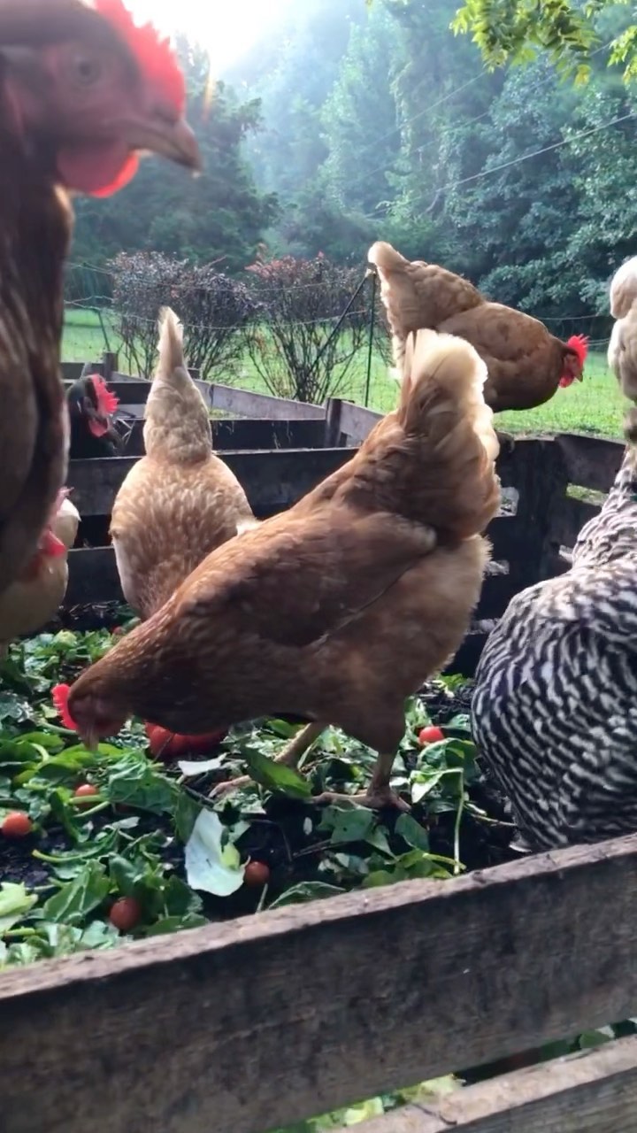 Chicken sees a salad, composts it.
#compostingwithchickens #foodscraps #zerowaste